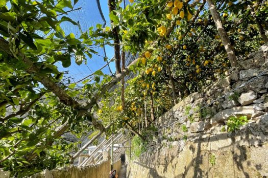 Il Sentiero dei Limoni: da Maiori a Ravello