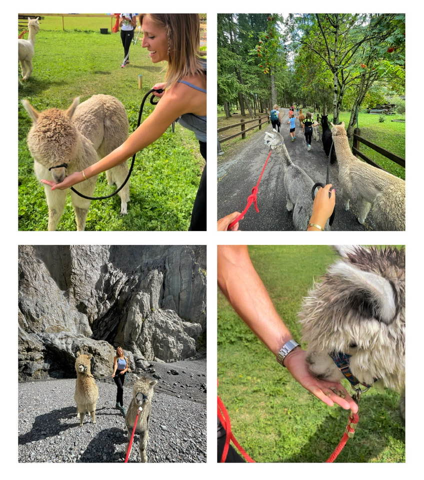 trekking alpaca